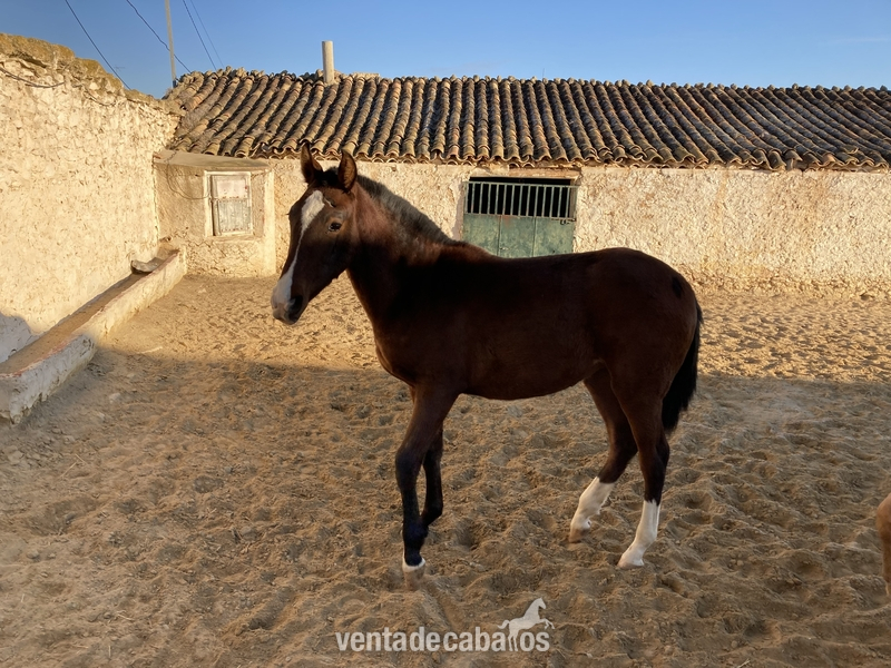 Hispano-Lusa {TYPE}