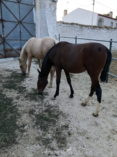 Potras Hispano-Lusas mansas - Potras Hispano-Lusa