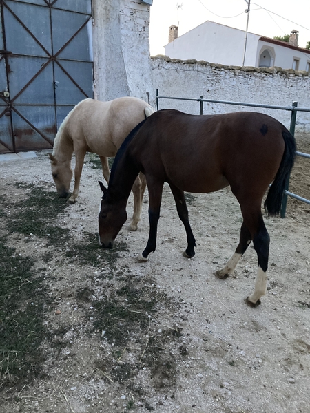 Potras Hispano-Lusas mansas - Potras Hispano-Lusa