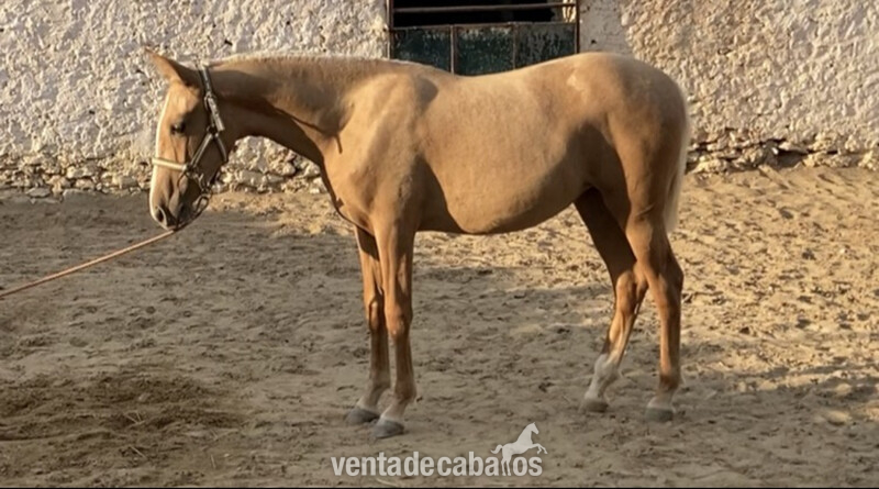 Potras Hispano-Lusas mansas - Hispano-Lusa