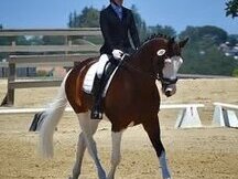 Precioso y polivalente caballo castrado