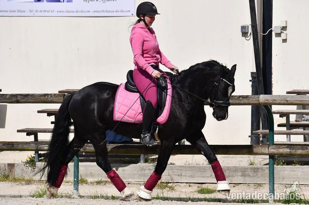 Presentamos con orgullo a la venta un castrado Oldenburger absolutamente llamativo. - Caballos Capados EMPTY
