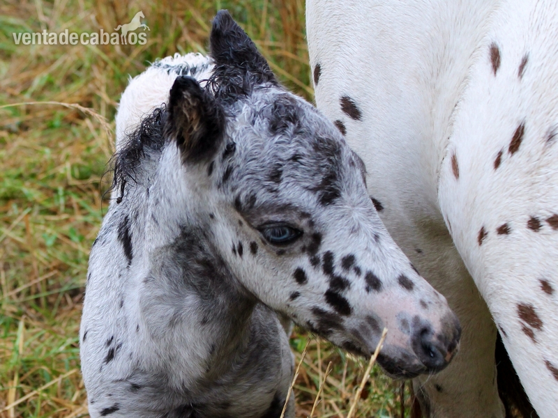 Preciosos ponys appaloosa al destete. in 