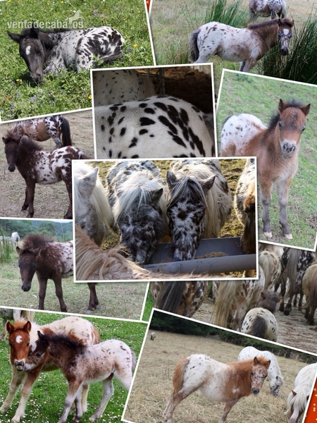 Appaloosa