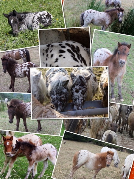 Appaloosa