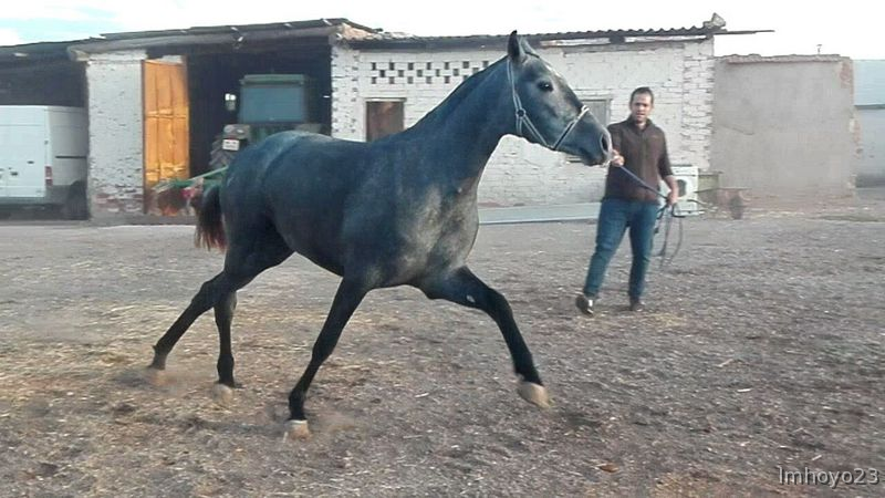 Pura Raza Española