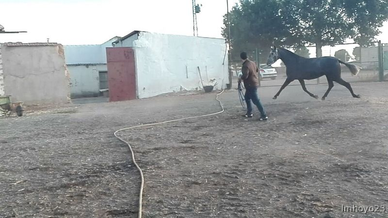 Caballos Pura Raza Española (P.R.E.) Pura Raza Española - VENTA POTRA PRE.
