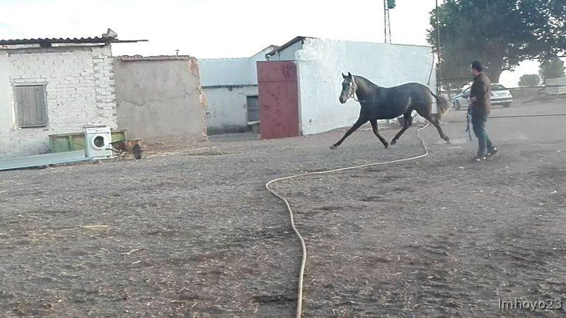 VENTA POTRA PRE. - Caballos Pura Raza Española (P.R.E.) Pura Raza Española