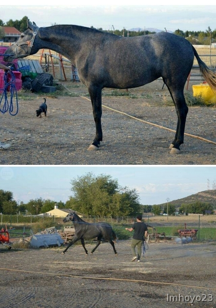 VENTA POTRA PRE. - Pura Raza Española