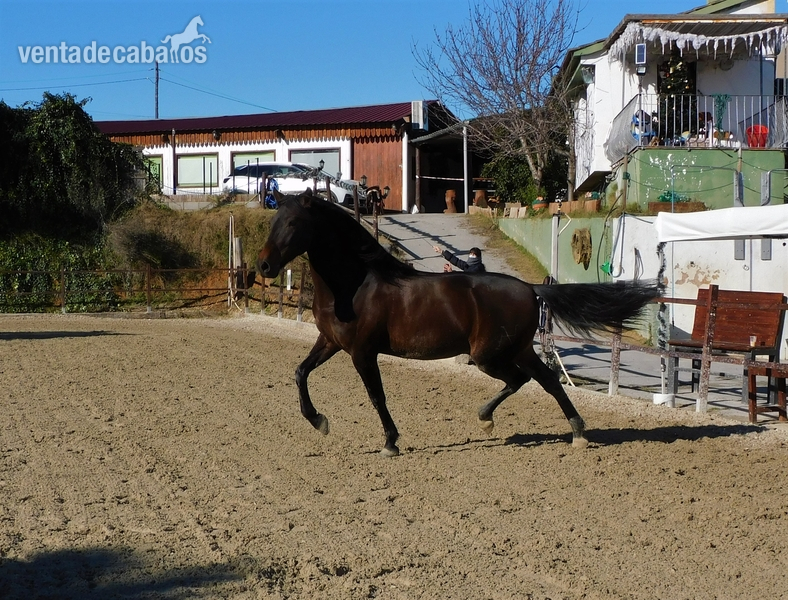 En venta caballo PRE de 6 años!  in 