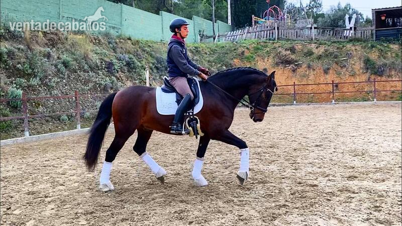 Caballos Pura Raza Española (P.R.E.) PRE - En venta caballo PRE de 6 años! 