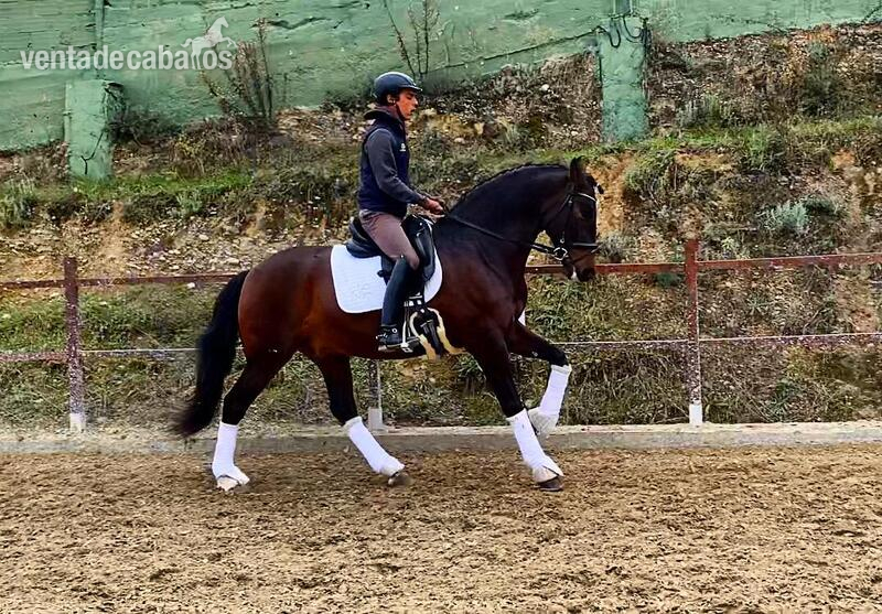 En venta caballo PRE de 6 años!  - Caballos Pura Raza Española (P.R.E.) PRE