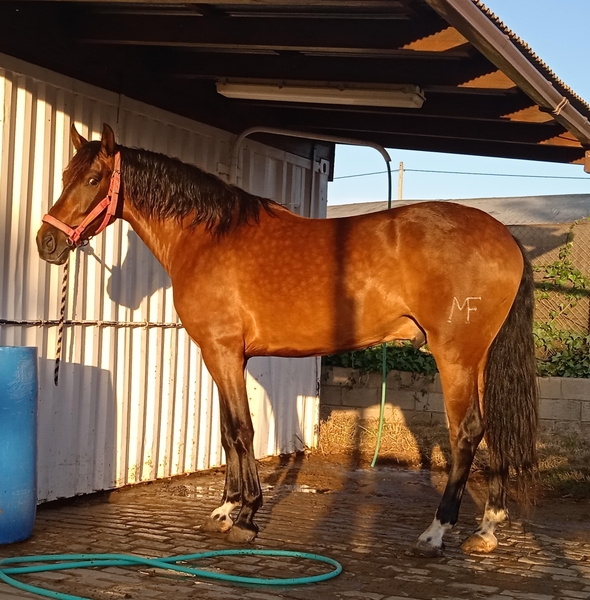Caballos Pura Raza Española (P.R.E.) Pura raza españoll - Pura raza español. Muy funcional