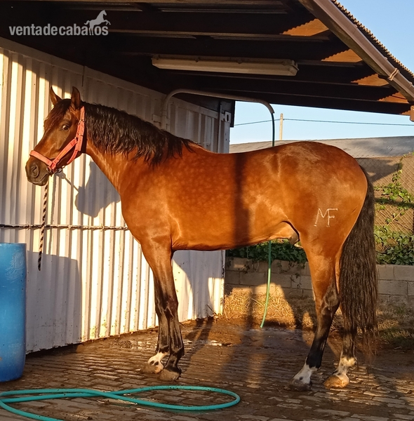 Caballos Pura Raza Española (P.R.E.) Pura raza españoll - Pura raza español. Muy funcional