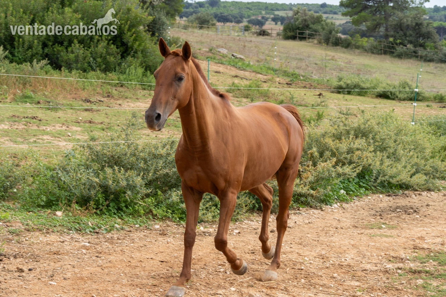 Vendo caballo anglo arabe in 