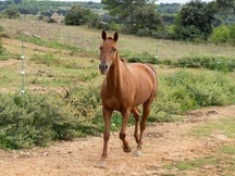 Vendo caballo anglo arabe