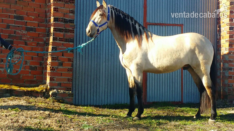 Caballo bayo español con papeles  in 