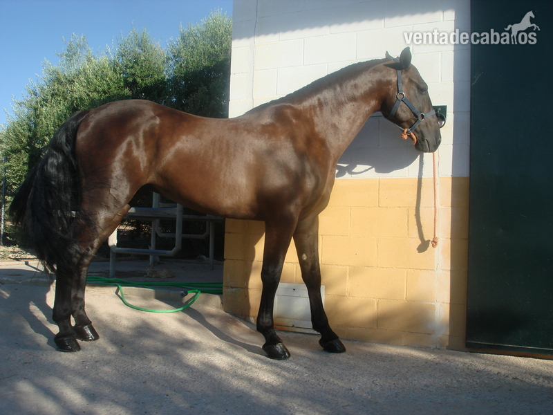 Gran caballo super domado in 
