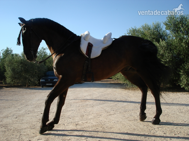 Caballos Capados Lucitano - Gran caballo super domado
