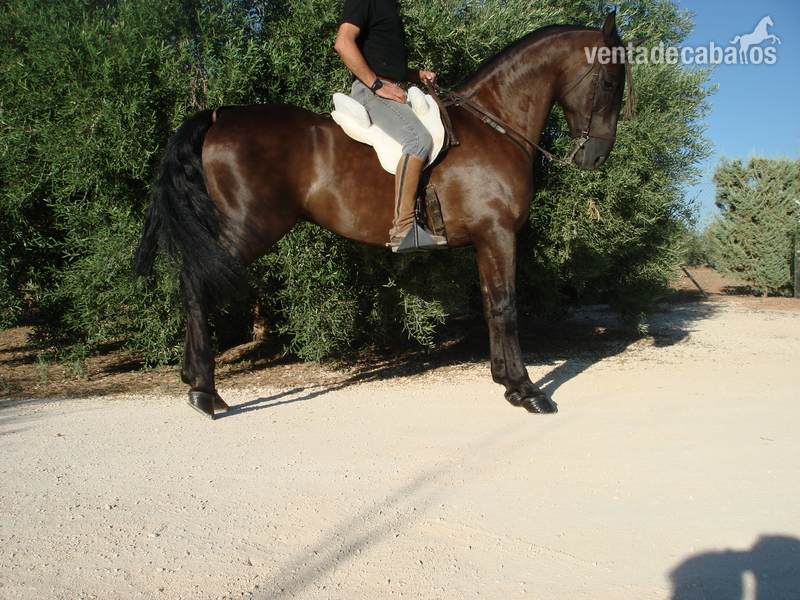 Gran caballo super domado - Caballos Capados Lucitano