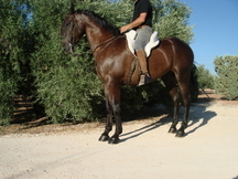 Gran caballo super domado