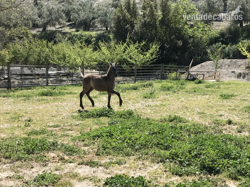 Pura Raza Española {TYPE}