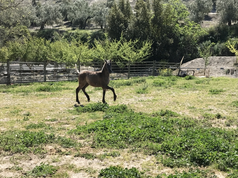 Pura Raza Española {TYPE}