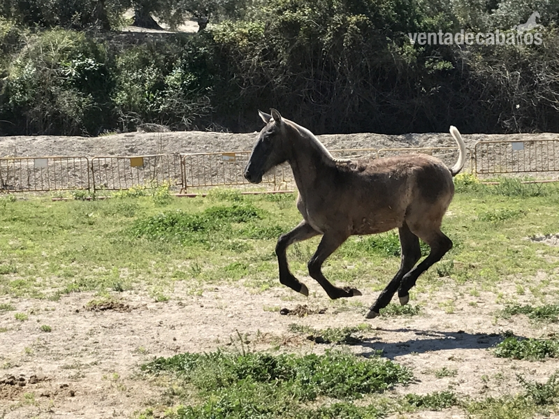 Caballos Pura Raza Española (P.R.E.) Pura Raza Española - POTRO PRE TORDO