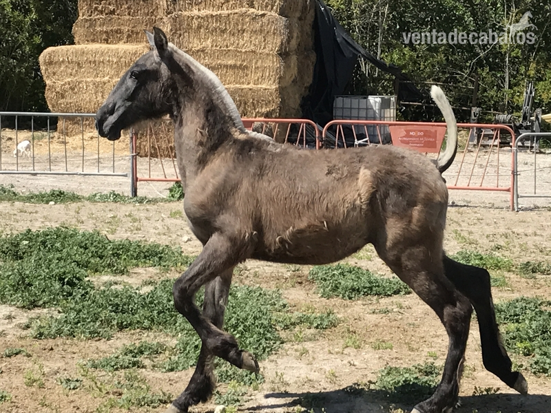 POTRO PRE TORDO - Caballos Pura Raza Española (P.R.E.) Pura Raza Española