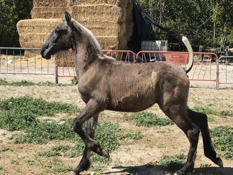 POTRO PRE TORDO - Caballos Pura Raza Española (P.R.E.) Pura Raza Española