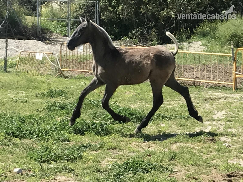 POTRO PRE TORDO - Caballos Pura Raza Española (P.R.E.)