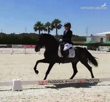 Pura Raza Española {TYPE}