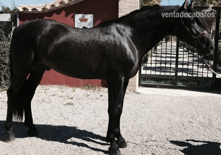 Caballos Pura Raza Española (P.R.E.) Pura Raza Española - Potro PRE de capa negra 