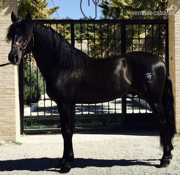 Potro PRE de capa negra  - Caballos Pura Raza Española (P.R.E.) Pura Raza Española