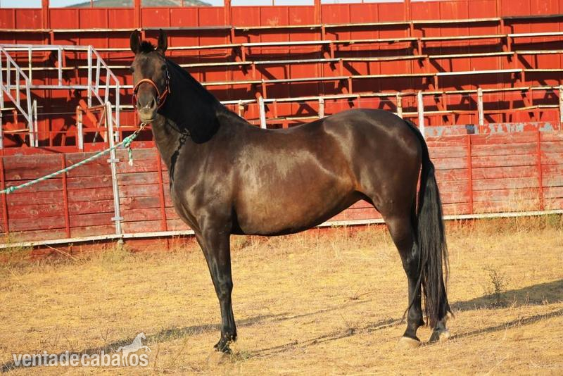 Caballos Pura Raza Española (P.R.E.) Pura Raza Española - Potr@s 100% ESCALERA