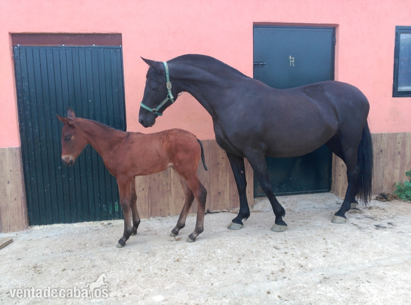 Potr@s 100% ESCALERA - Caballos Pura Raza Española (P.R.E.) Pura Raza Española