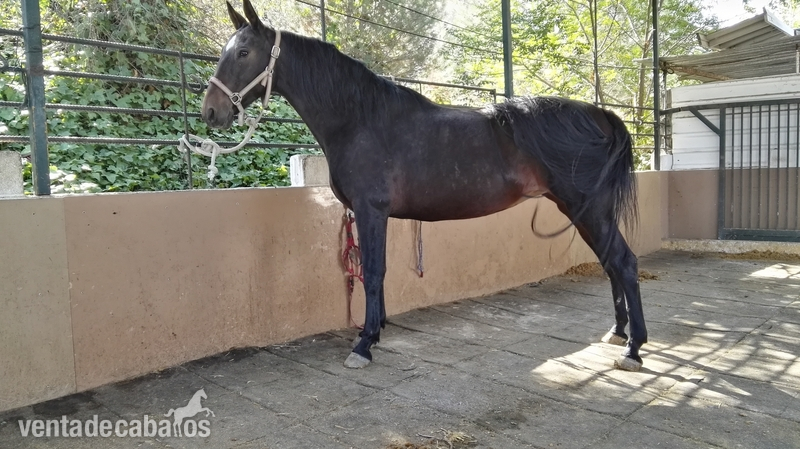 Pura Raza Española in 