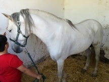 Se vende pre 