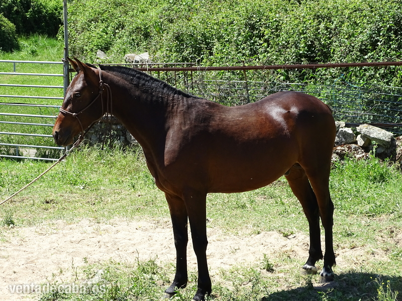 Caballo Hispano Árabe Ha - potro HA castaño