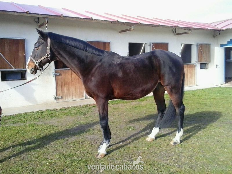 Geranio in 
