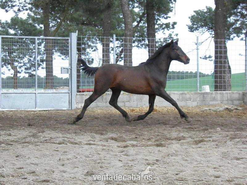 PRE GASPAR AG in 