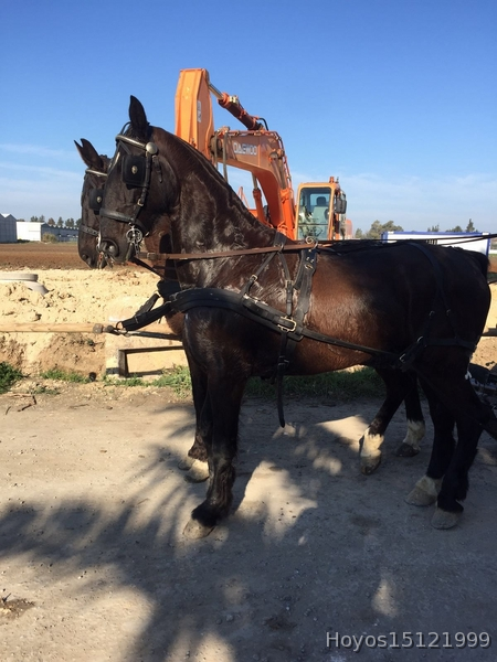 Caballos Capados Kw - Tronco de kw