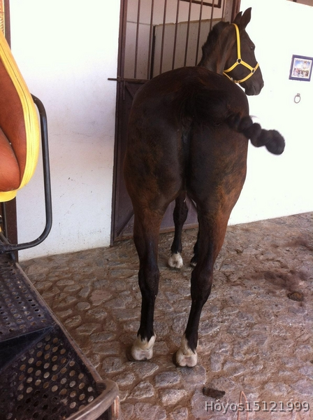 Tronco de kw - Caballos Capados Kw