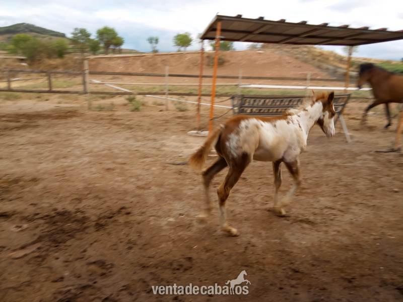 PAINT HORSE DE 8 MESES in 