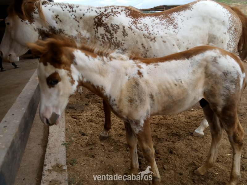 PAINT HORSE