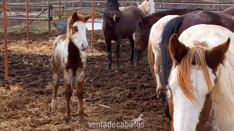 PAINT HORSE {TYPE}