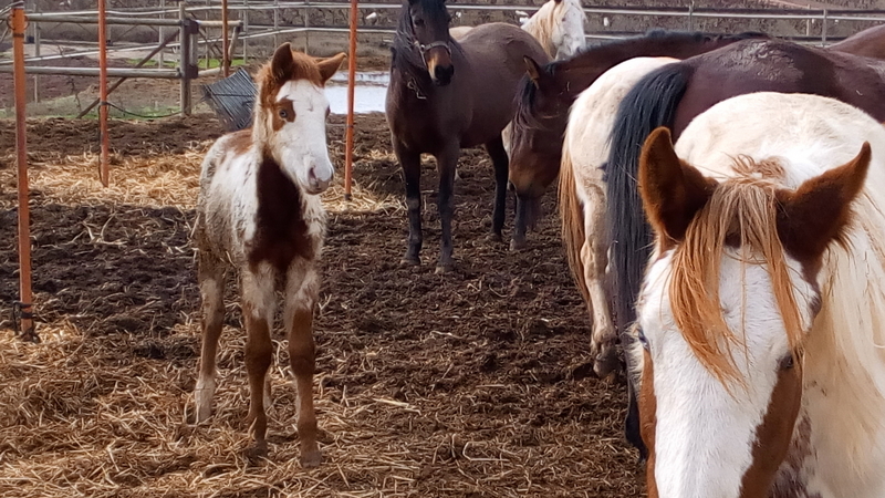 PAINT HORSE {TYPE}