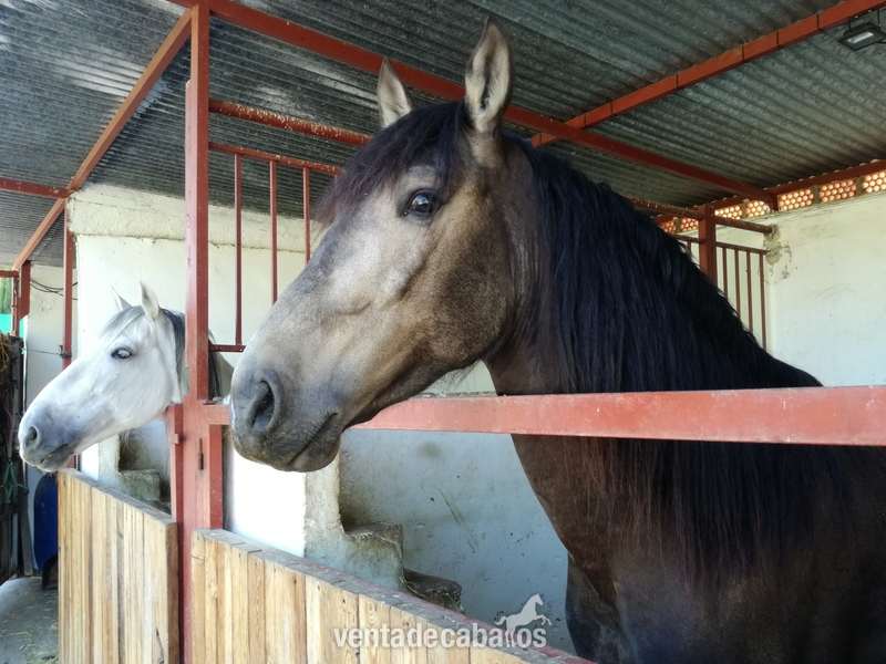 Caballo bayo sucio Pre  in 