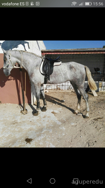 Pura Raza Española {TYPE}