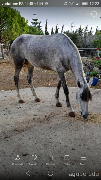 Caballos Pura Raza Española (P.R.E.) Pura Raza Española - Yegua PRE nieta de Yaco II